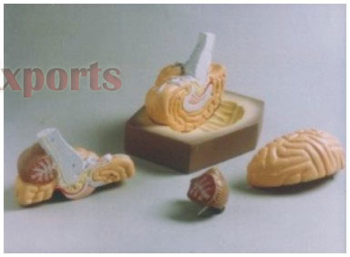 HUMAN BRAIN